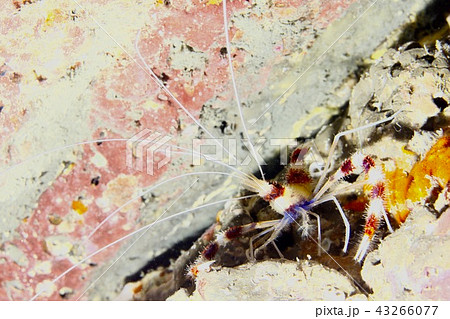 オトヒメエビ（体長15cm 葉山沖 水深12m） 43266077