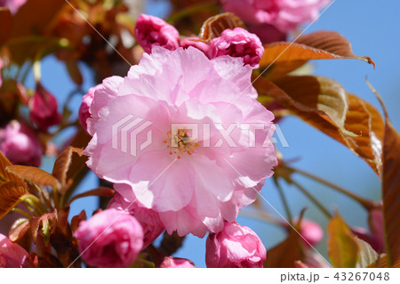 Japanese cherry Kanzan Japanese cherry Kanzan 43267048