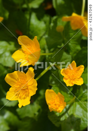 Marsh marigold Marsh marigold 43267049