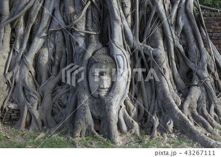 タイ・アユタヤ　ワット・マハタートの仏頭 43267111