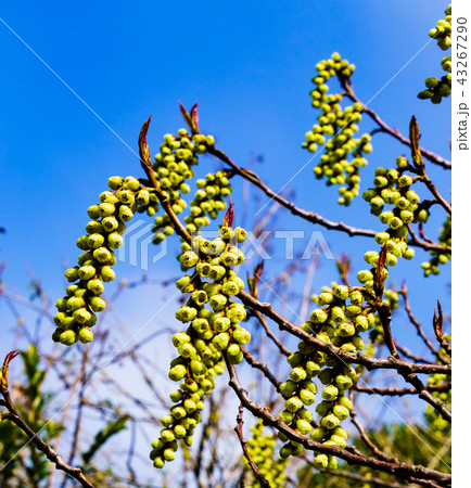 [東京都] ハチジョウキブシ 43267290