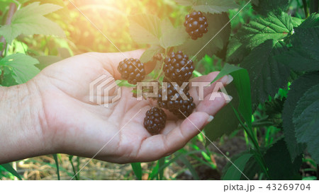 harvesting on a sunny day. Blackberry on a bush 43269704