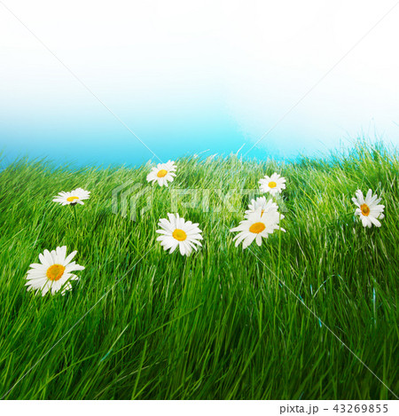 Chamomiles in grass Chamomiles in grass 43269855