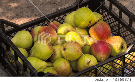 Ripe pears in a plastic box on the earth 43269873