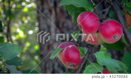 Ripe apples on the tree 43270088
