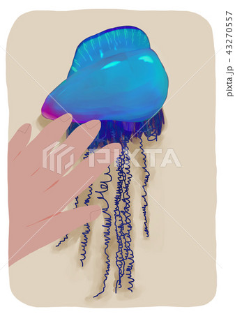 砂浜に打ち上げられたカツオノエボシ 43270557