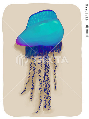 砂浜に打ち上げられたカツオノエボシ 43270558