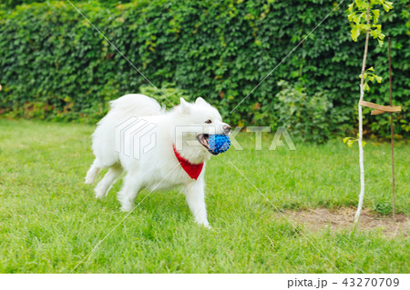 White husky running holding little blue ball in his mouth White husky running holding little blue ball in his mouth 43270709