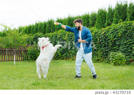Cute fluffy husky hunting for little yellow ball Cute fluffy husky hunting for little yellow ball 43270710
