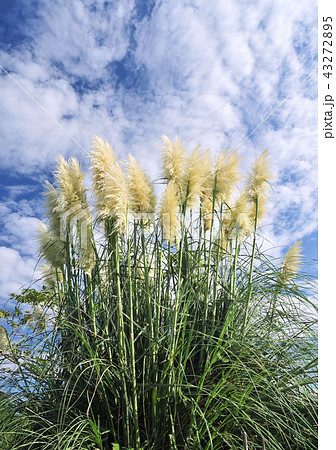 パンパスグラス-14199 パンパスグラス-14199 43272895