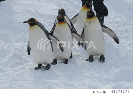 ペンギンの散歩 (旭山動物園) ペンギンの散歩 (旭山動物園) 43273275