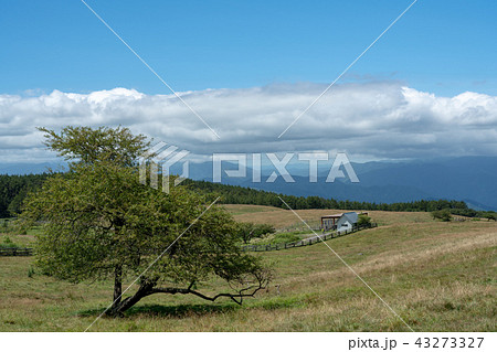 【長野県】夏の高ボッチ高原の牧場 43273327