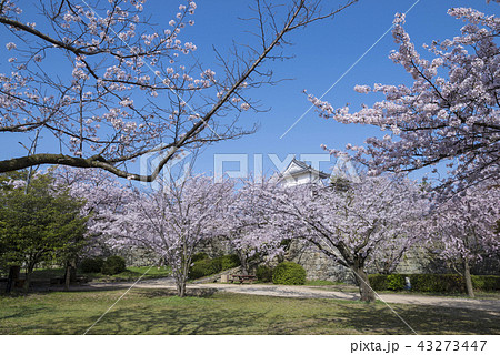 満開の桜と丸亀城 43273447