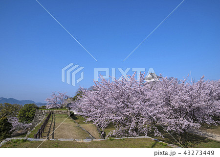 満開の桜と丸亀城 43273449