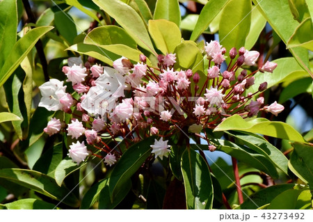三鷹中原に咲くカルミア(アメリカシャクナゲ) 三鷹中原に咲くカルミア(アメリカシャクナゲ) 43273492