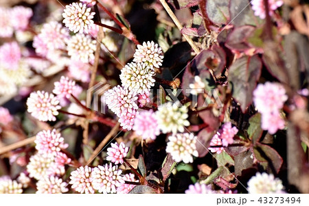 三鷹中原に咲くヒメツルソバ 三鷹中原に咲くヒメツルソバ 43273494