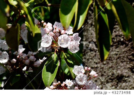 三鷹中原に咲くカルミア(アメリカシャクナゲ) 三鷹中原に咲くカルミア(アメリカシャクナゲ) 43273498