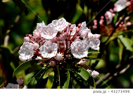 三鷹中原に咲くカルミア（アメリカシャクナゲ） 43273499