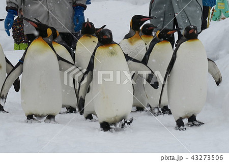 ペンギンの散歩 (旭山動物園） 43273506