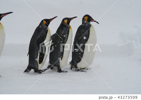 ペンギンの散歩 (旭山動物園） 43273509