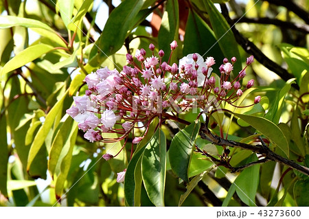 三鷹中原に咲くカルミア(アメリカシャクナゲ) 三鷹中原に咲くカルミア(アメリカシャクナゲ) 43273600