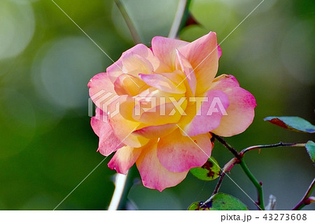 三鷹仙川公園に咲くアンネ・フランクのバラ 43273608