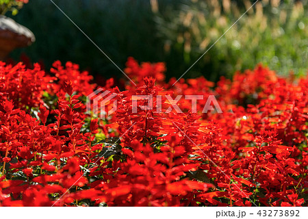 満開の赤いサルビアの花の写真素材