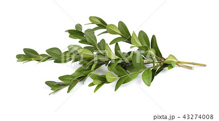 Boxwood branch isolated on a white background Boxwood branch isolated on a white background 43274008