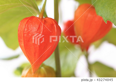 防災袋 防災袋 43274045