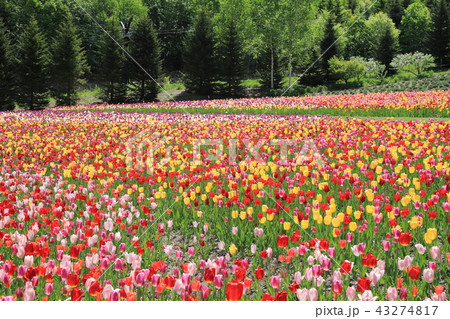 チューリップ畑 43274817