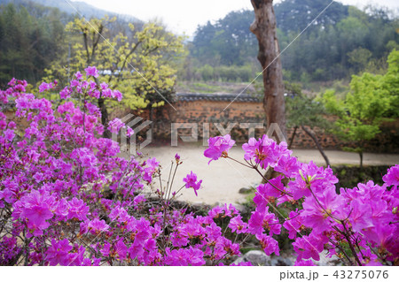 全羅南道 韓国 屋外 43275076