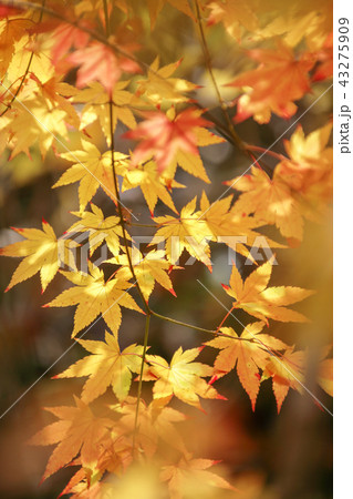 秋 紅葉 カエデの葉 43275909