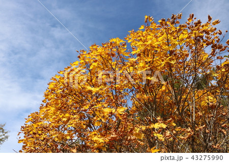 秋の紅葉の季節の安達太良山 秋の紅葉の季節の安達太良山 43275990