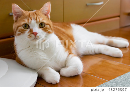 フローリングでまったりする茶白ネコ 43276397
