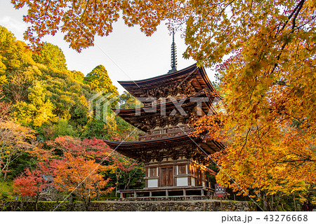 湖東三山　西明寺　三重塔と紅葉 43276668