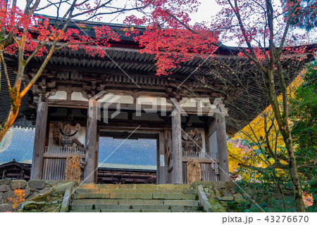 湖東三山　西明寺　紅葉　二天門 43276670