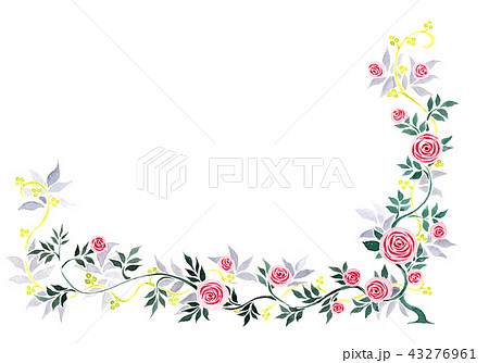 蔓薔薇 水彩のイラスト素材 43276961 Pixta