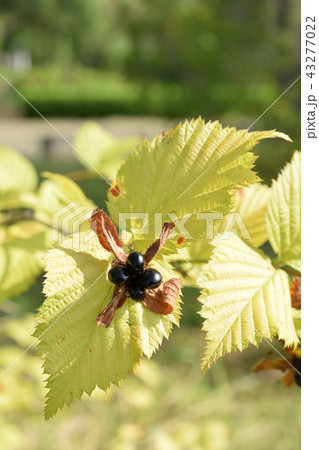秋はすぐそこシロヤマブキの実 秋はすぐそこシロヤマブキの実 43277022