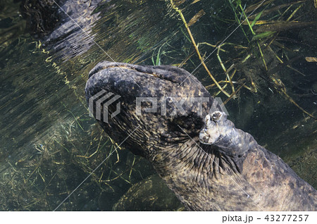 呼吸するオオサンショウウオ 呼吸するオオサンショウウオ 43277257