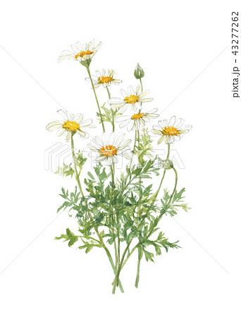 除虫菊 シロバナムシヨケギク 除虫菊 シロバナムシヨケギク 43277262