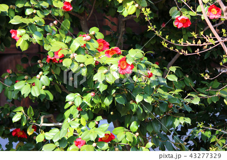 春の陽を浴びる観泉寺の椿(1) 43277329