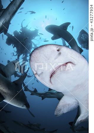 サメの顔の写真素材