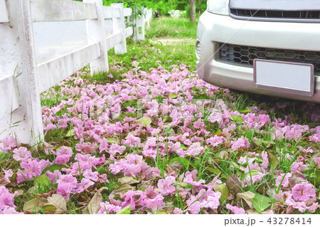 Pink flower and car on the ground 43278414