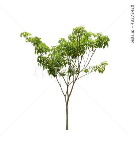 Green Tree isolated on white background Green Tree isolated on white background 43278420