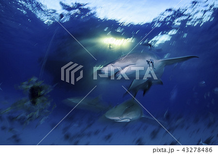 バハマにてレモンザメ 43278486