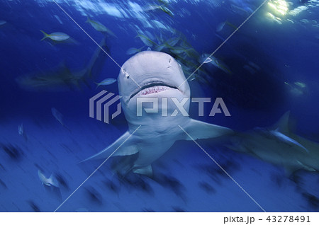 バハマにてレモンザメ 43278491