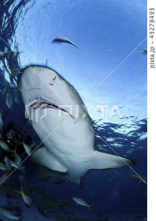 バハマにてレモンザメ 43278493