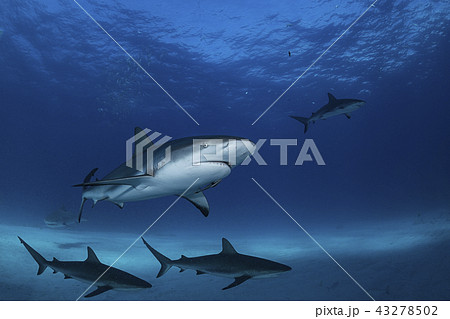 バハマにて泳ぐサメの写真素材