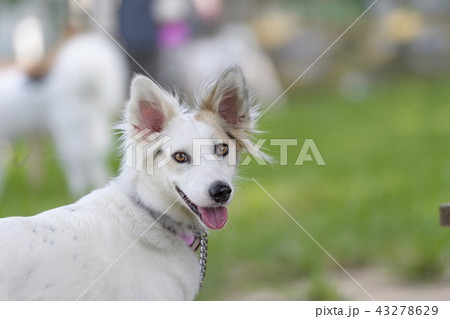 ドッグランで遊ぶ犬 ドッグランで遊ぶ犬 43278629