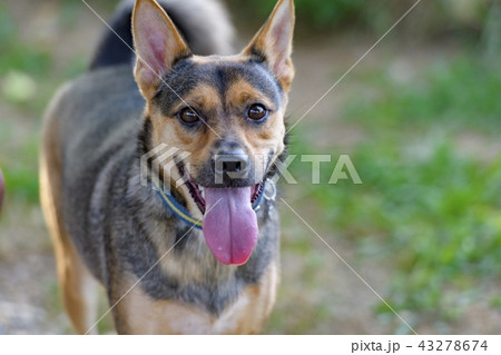 ドッグランで遊ぶ犬 ドッグランで遊ぶ犬 43278674